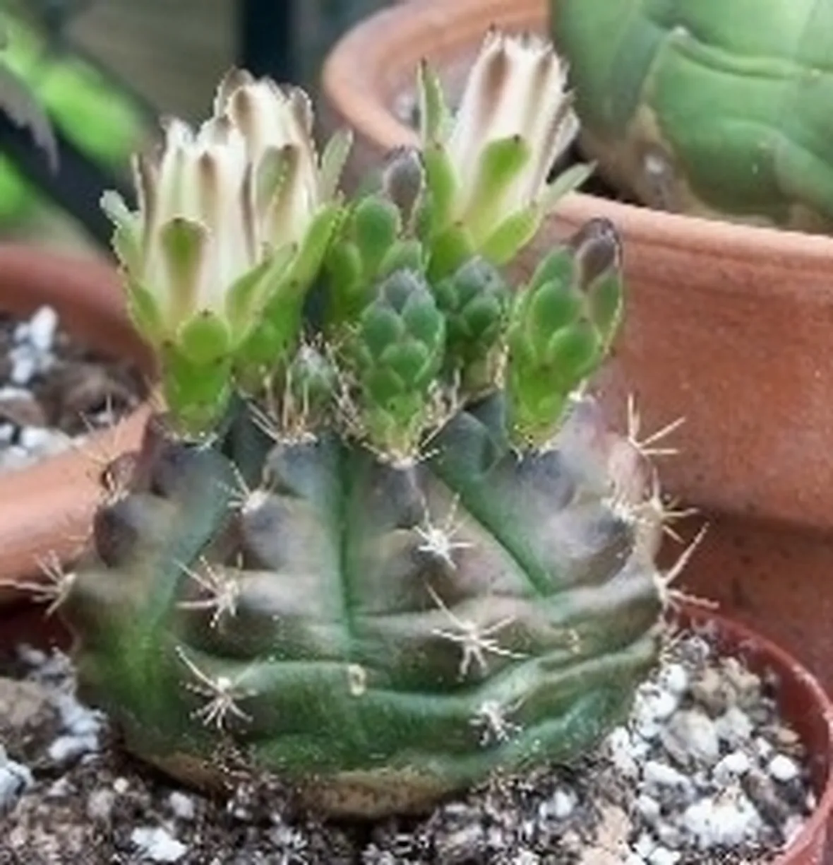 piante succulente
