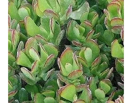Crassula