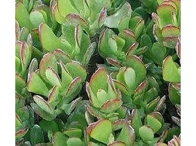 Crassula