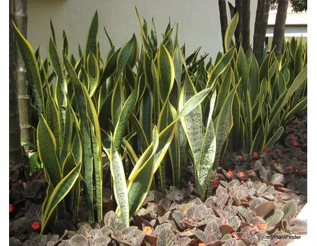 zamia