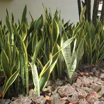 zamia