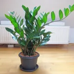 Zamioculcas