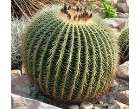 echinocactus