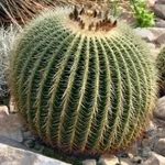 echinocactus