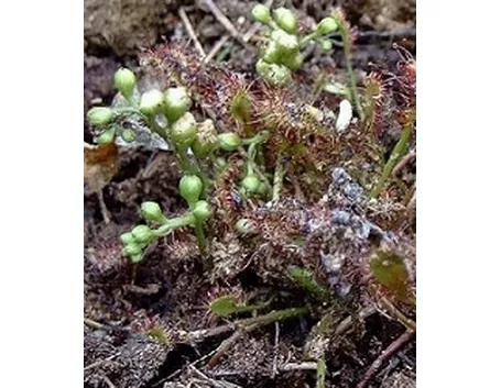 Drosera