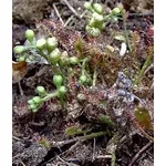 Drosera