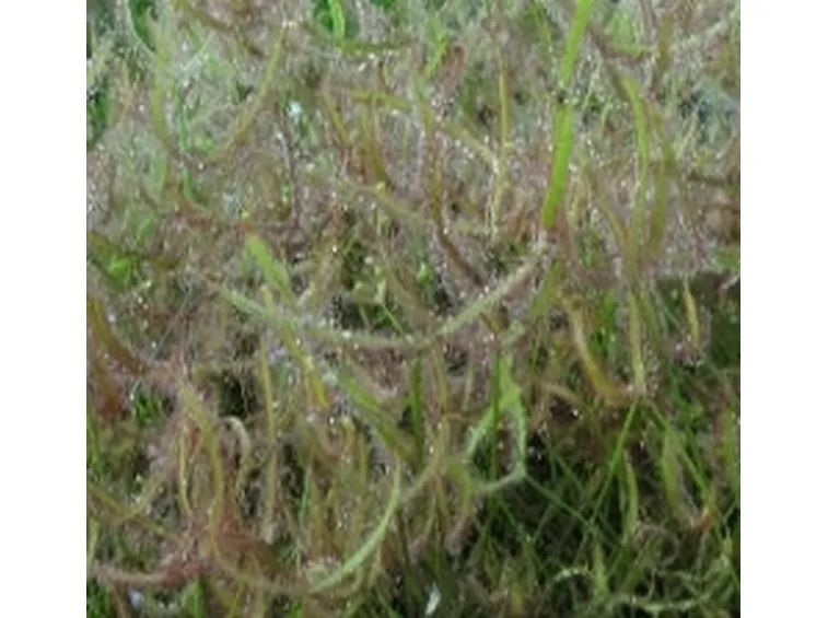 Drosera