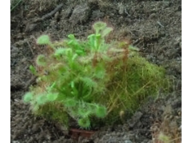 Drosera