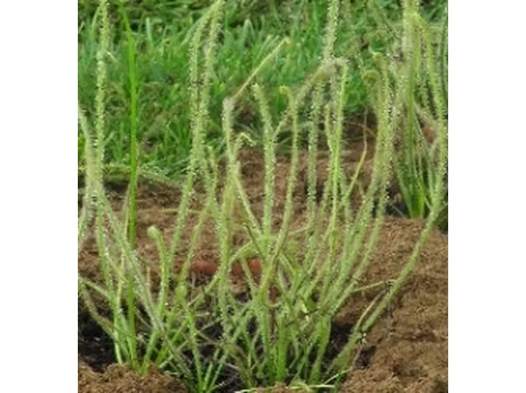 Drosera
