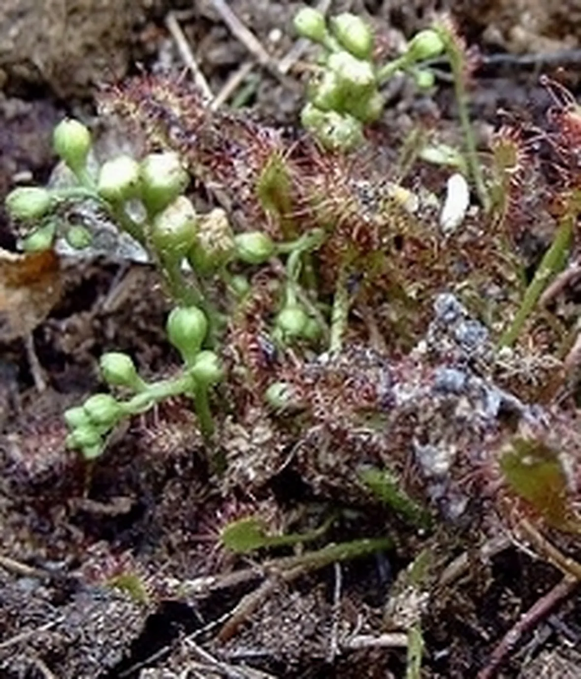 Drosera