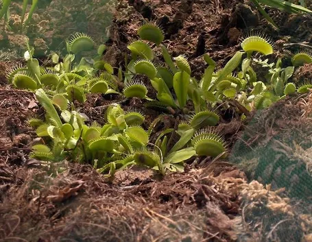 Piante di dionea