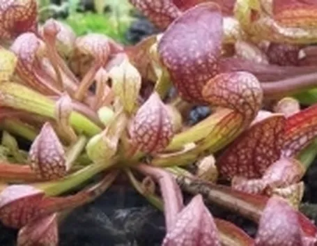 Sarracenia