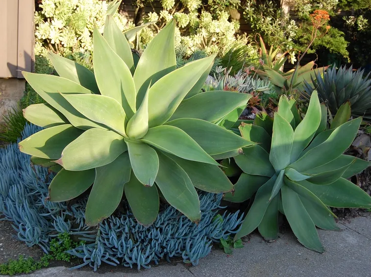 agave attenuata piante