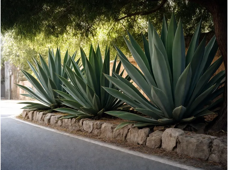 Agave pianta