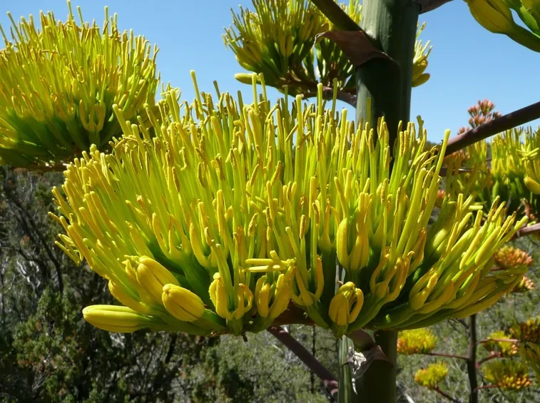 Agave fiorita