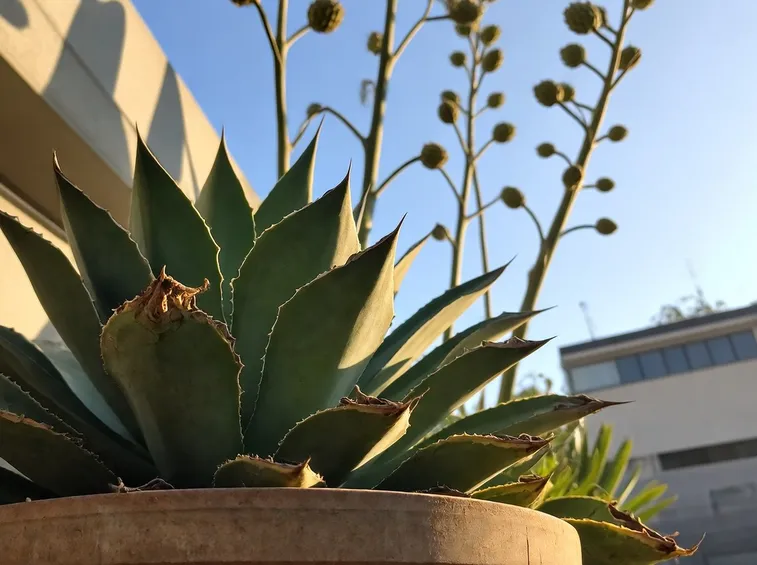 Agave attenuata in vaso
