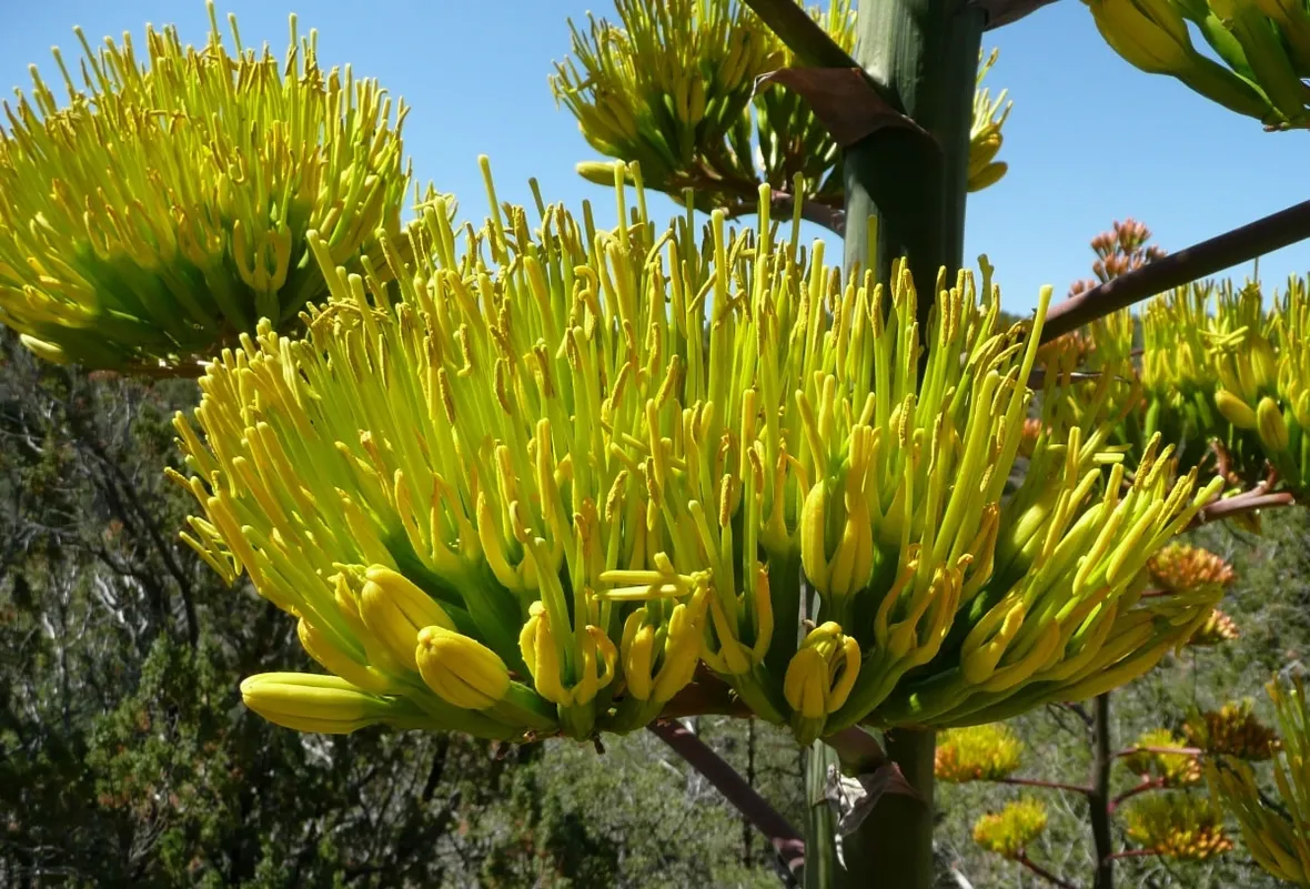 Agave fiorita