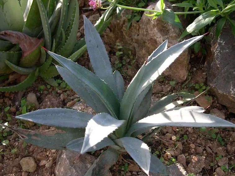 Agave sisalana