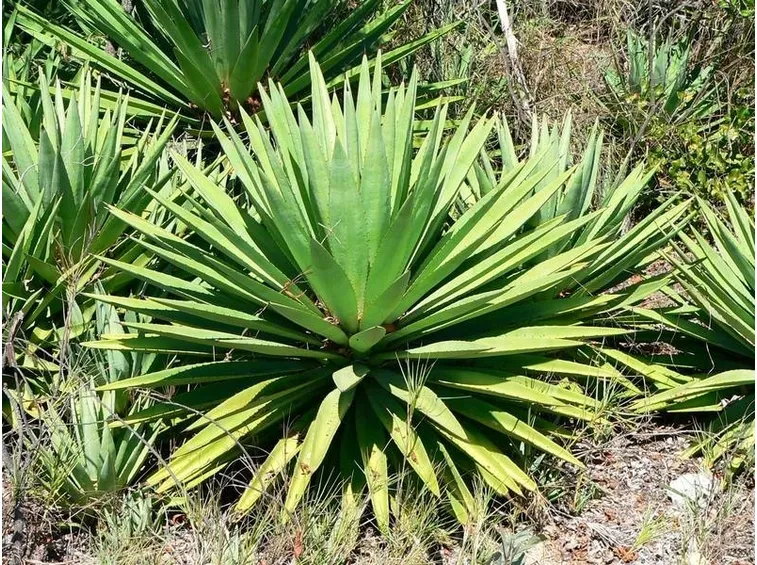 Agave sisalana