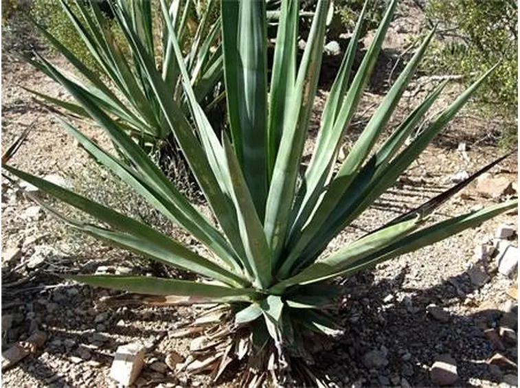 Agave sisalana