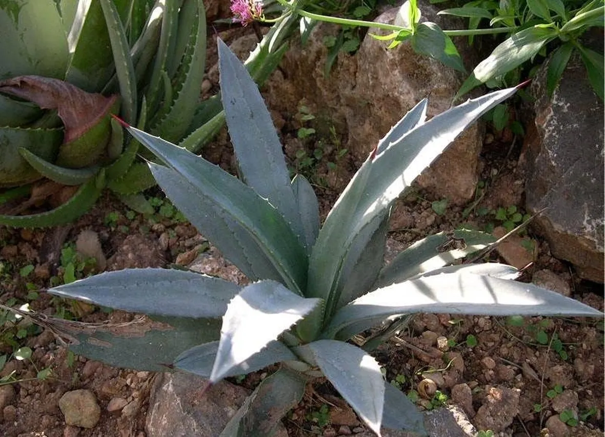 Agave sisalana