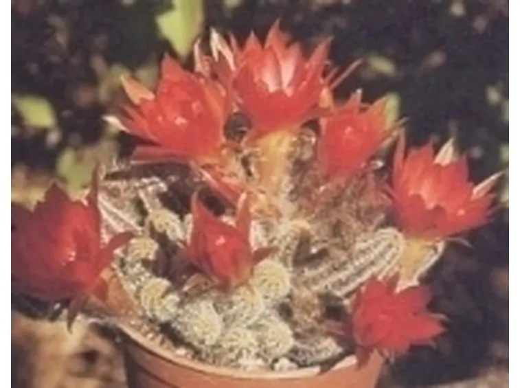 chaemecereus