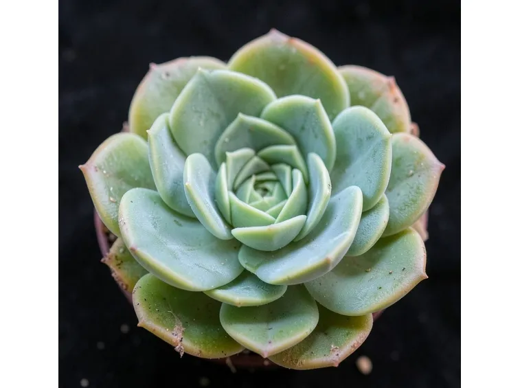 pianta grassa