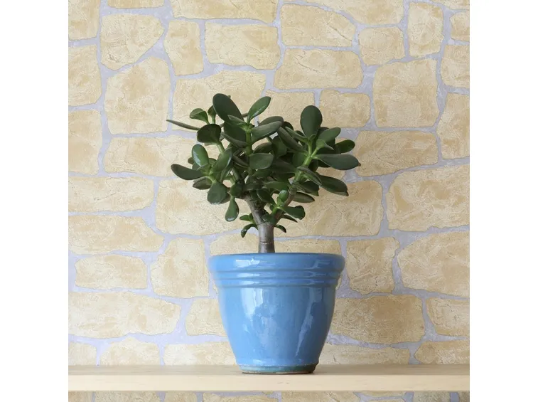 Crassula in vaso