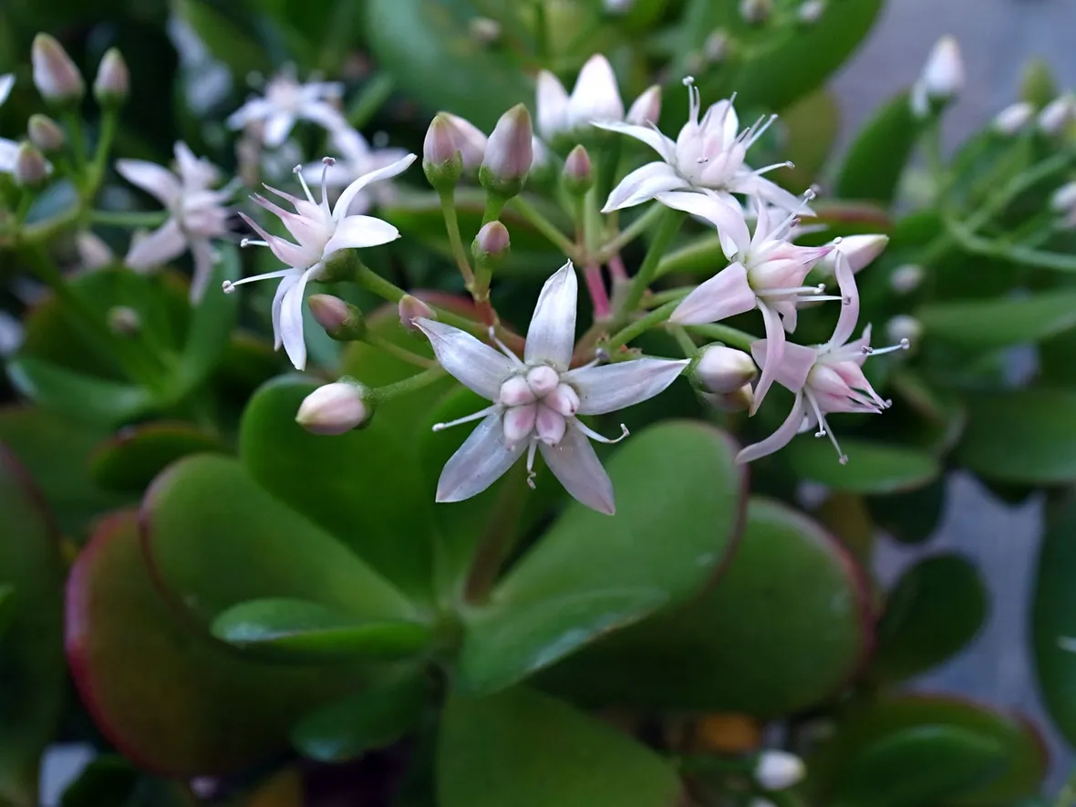I piccoli fiori della Crassula