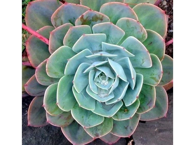 piante grasse