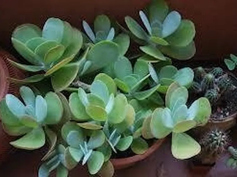 piante grasse