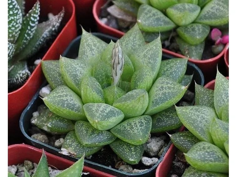 pianta grassa
