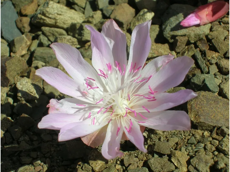 Esemplare lewisia