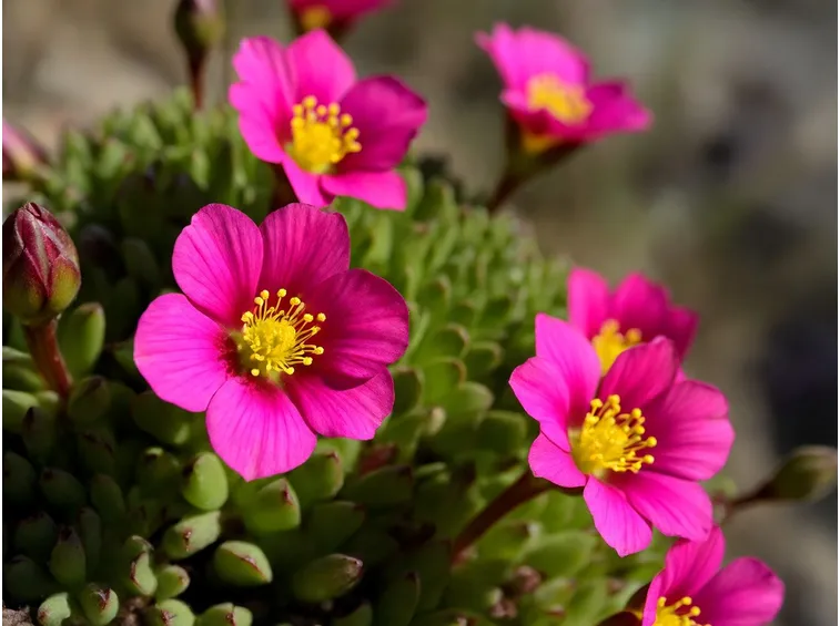 Lewisia pianta