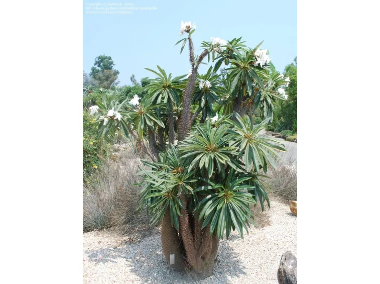 pachypodium