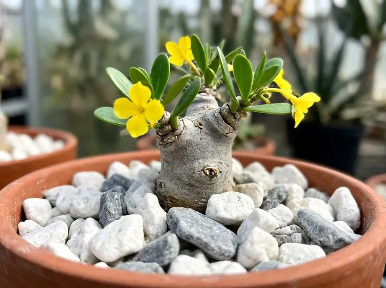 pachypodium brevicaule