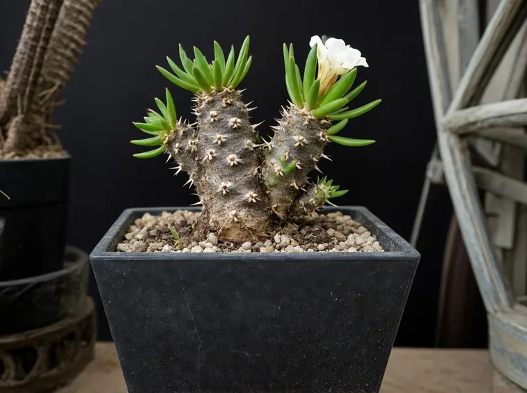 Pachypodium rosulatum