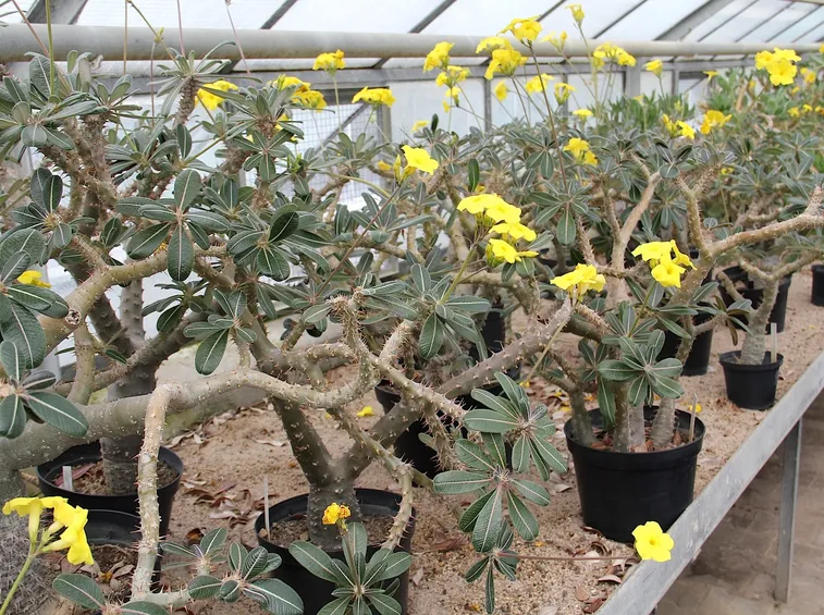 Pachypodium rosulatum in fiore