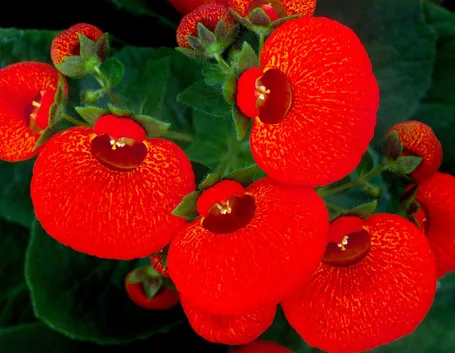 fiore calceolaria