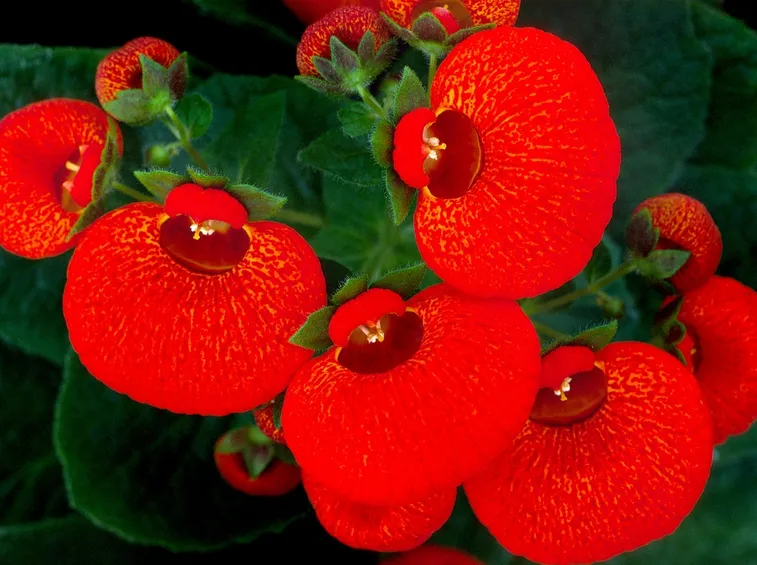 fiore calceolaria
