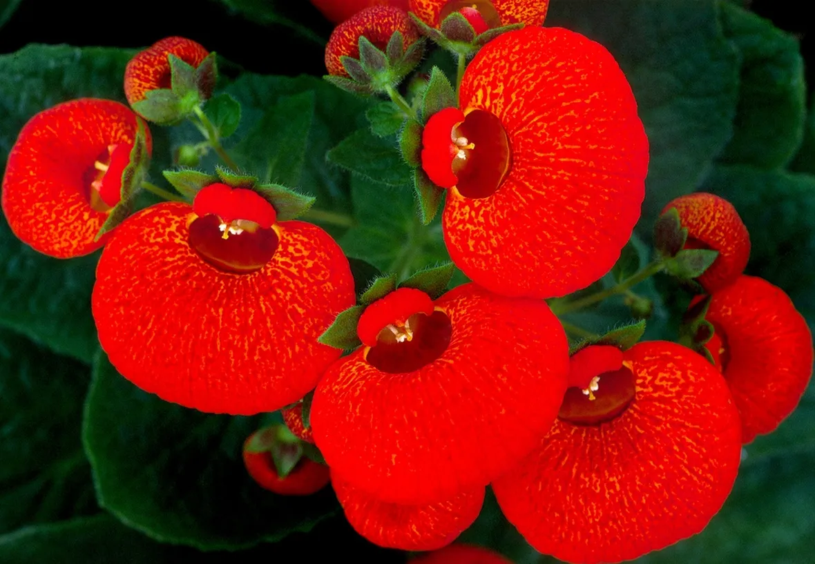fiore calceolaria