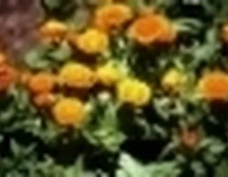 calendula