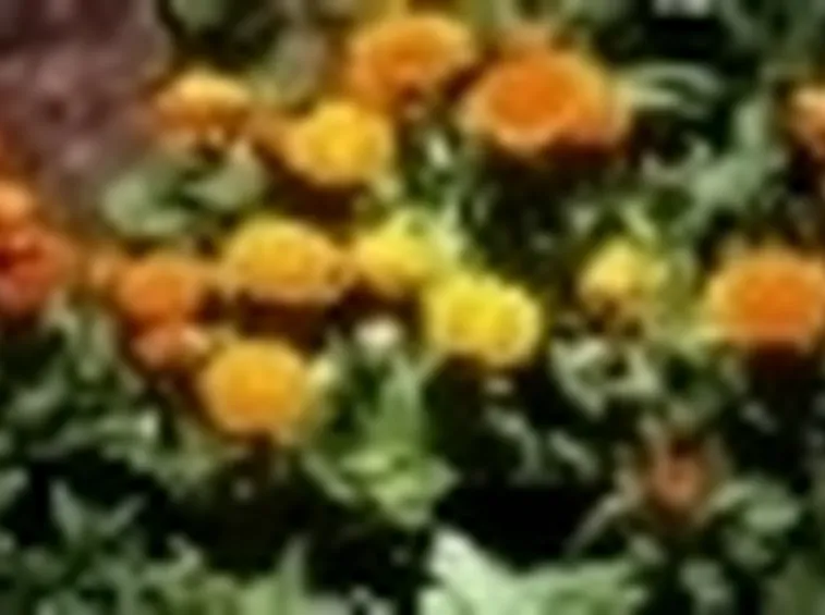 calendula