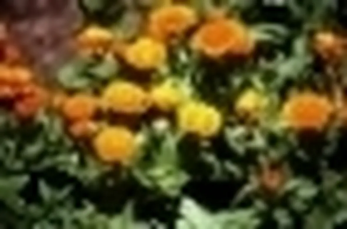 calendula