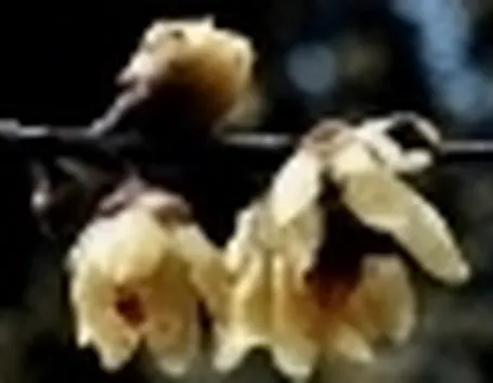 calycantus