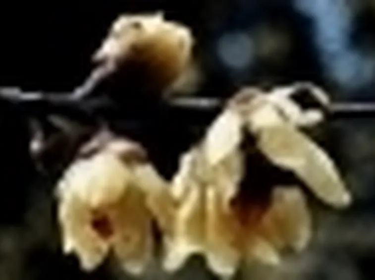 calycantus
