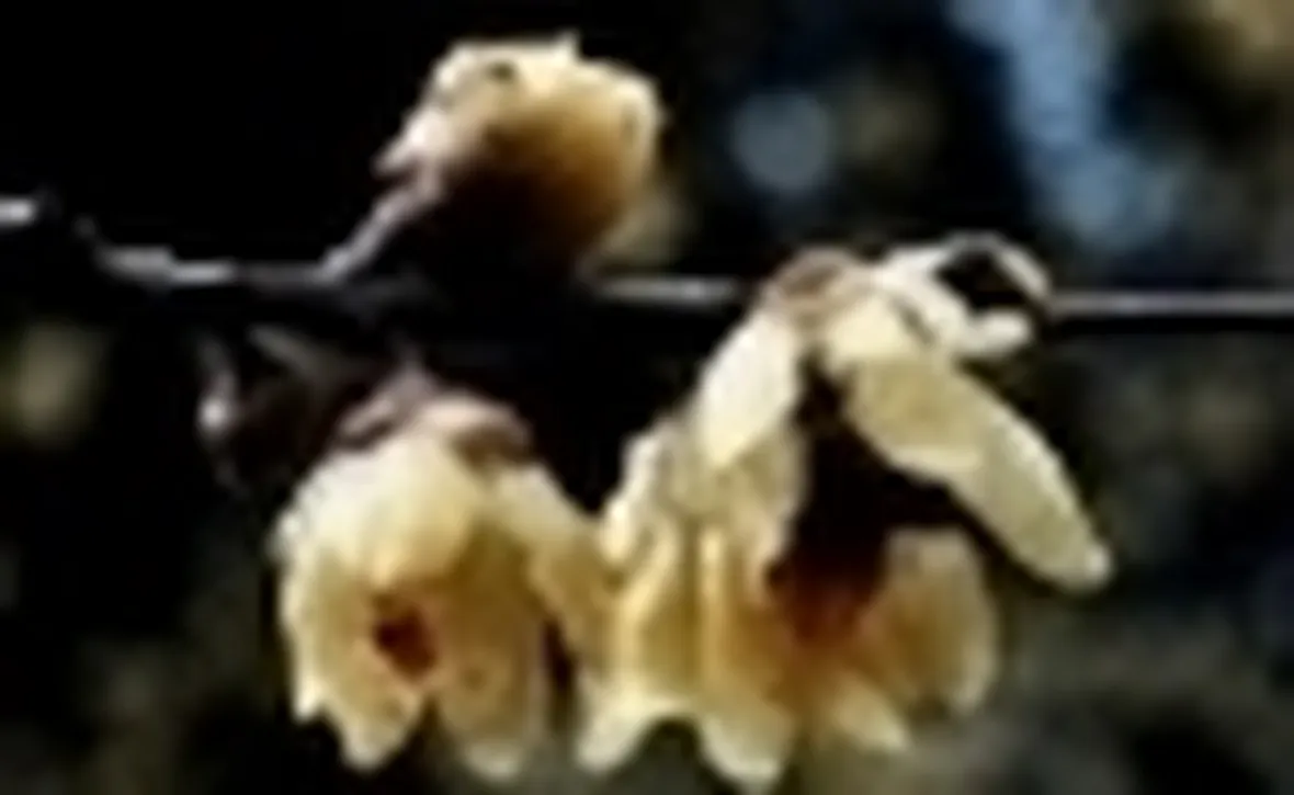calycantus