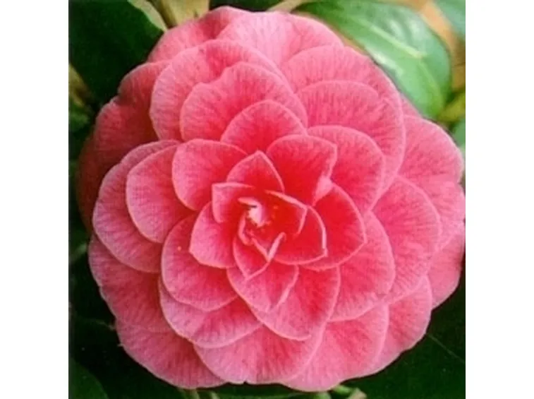 camelia