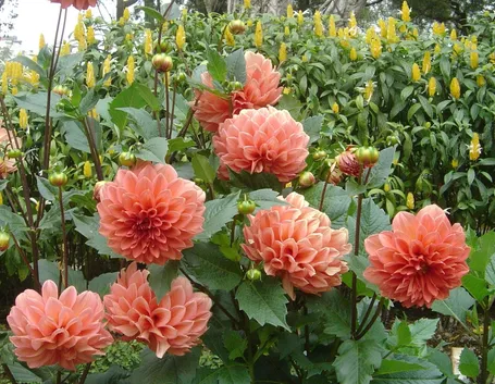 dalia