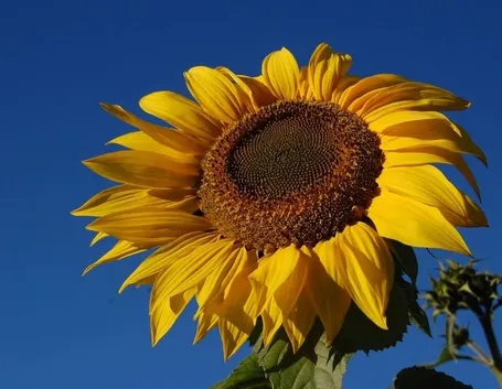 foto girasole